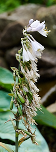 White hosta flowers