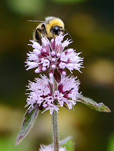 Bee on water mint flower