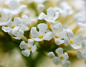 Close up of white buddleia flower
