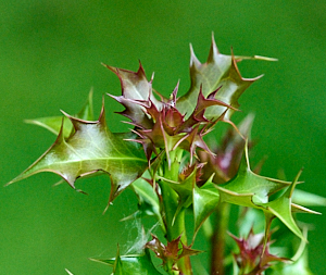 Close up of new growth on holly bush