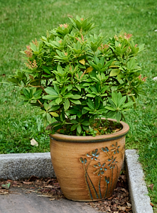 Pyres shrub in decorative pot