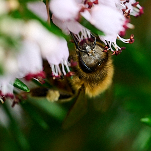 Bee feeding on plant