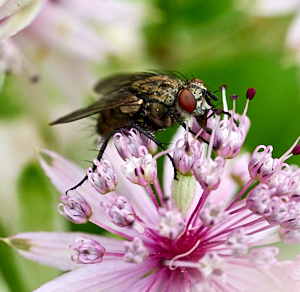 Close up of fly feeding on plant