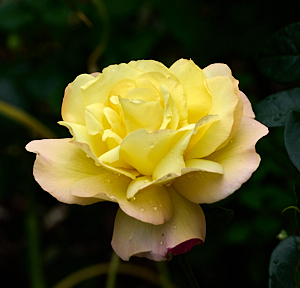 Peace rose in bloom