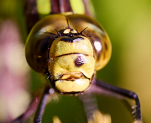 Close up head of female Southern Hawker