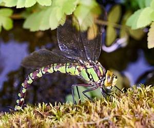 Female Southern Hawker ovipositing
