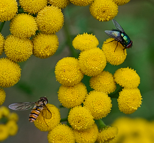 Flies on yellow flowers