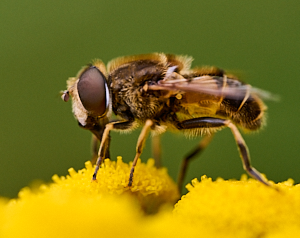 Hoverfly on yellow flowers