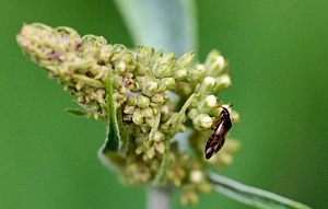 Insect on Buddleia