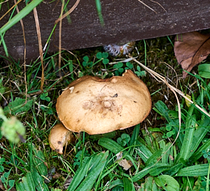 Mushroom growing in garden