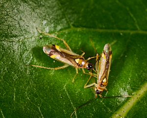 Flys mating on leaf