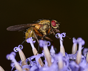 Close up of fly on Globe Thistle