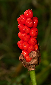 Red berries - Lords and Ladies