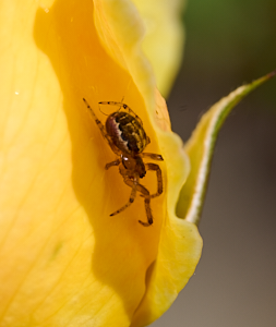 Spider hiding in yellow rose