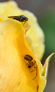 Fly looking at spider eating prey in yellow rose