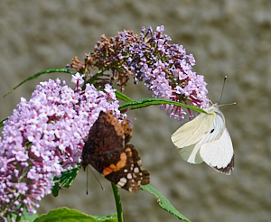 Red Admiral and White butterfly on Buddleia