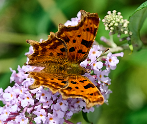 Comma butterfly on Buddleia