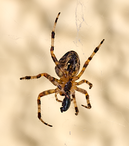 Orb weaver spider with prey