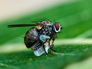 Fly predating fly