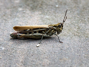 Small cricket
