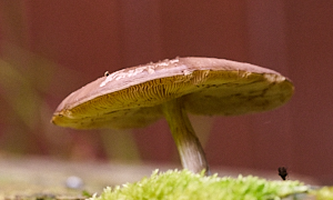 Close up of mushroom gills