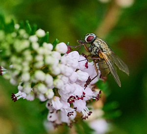 Fly feeding on heather