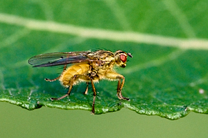 Yellow fly on green leaf