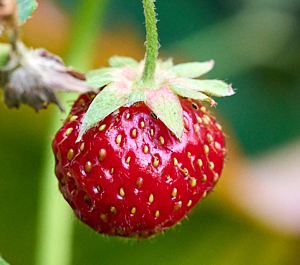 Small strawberry
