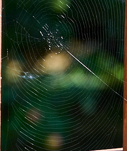 Web of an orb spider