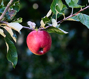 Eating apple on a tree