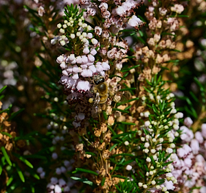 Bee disguised on heather