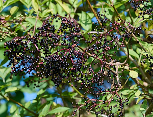 Black elder berries