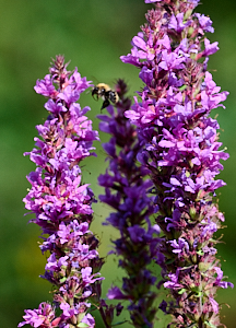 Bee approachinbg purple loosetriffe