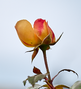 Aphids on orange / yellow rose