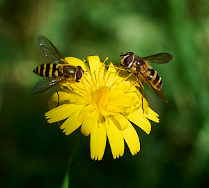 Two hoverflies on yellow flower