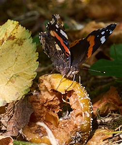Red admiral butterfly on a rotten apple