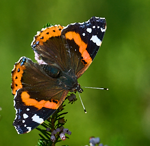 Red admiral butterfly on heather