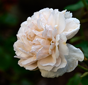 Off white rose