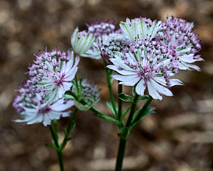 White and pink flower heads