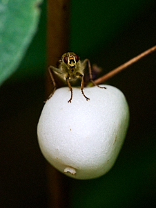 Fly on white berry