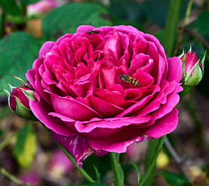 Dark pink rose in flower