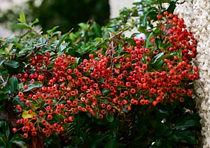 Red berries on a bush