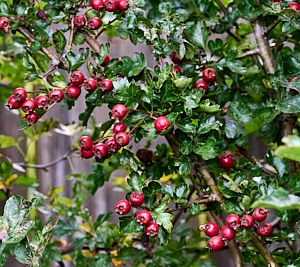 Red berries on a hawthron bush