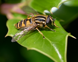 Hoverfly on holly leaf