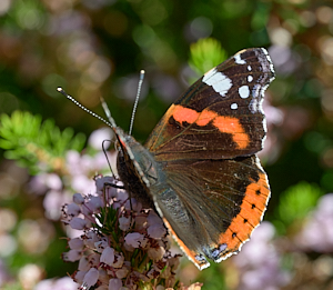 Red Admiral butterfly on heather