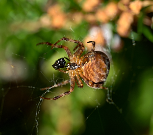 Spider eating insect