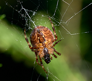Spider eating insect