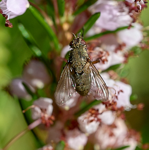 Fly on heather