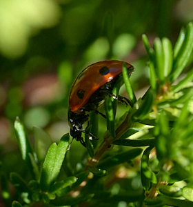 Ladybird in heather