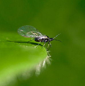 Small black fly on leaf edge